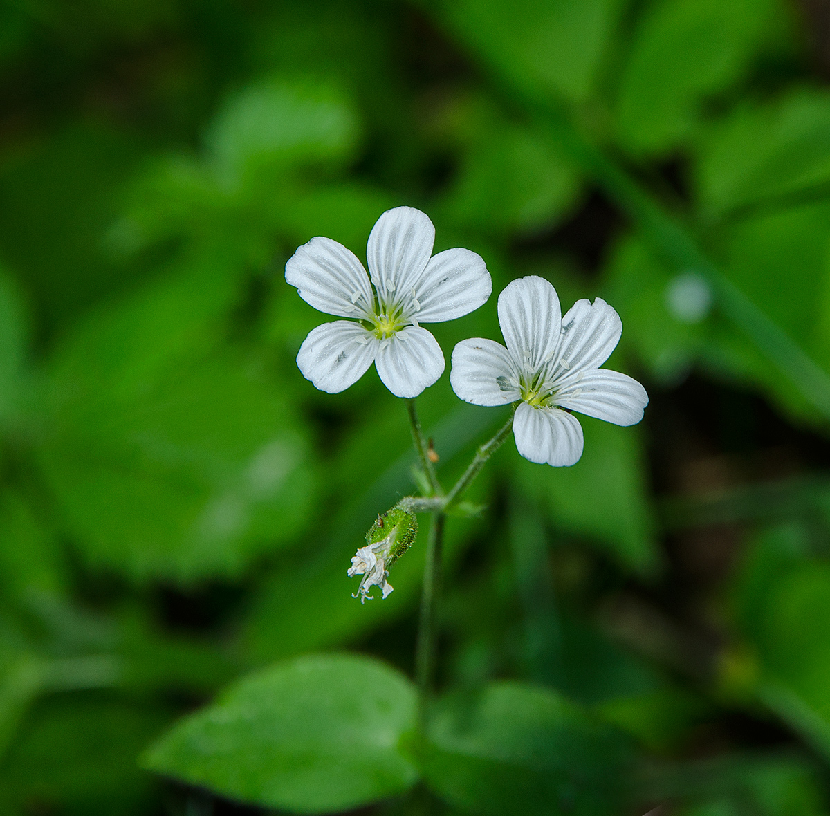 Изображение особи Cerastium pauciflorum.