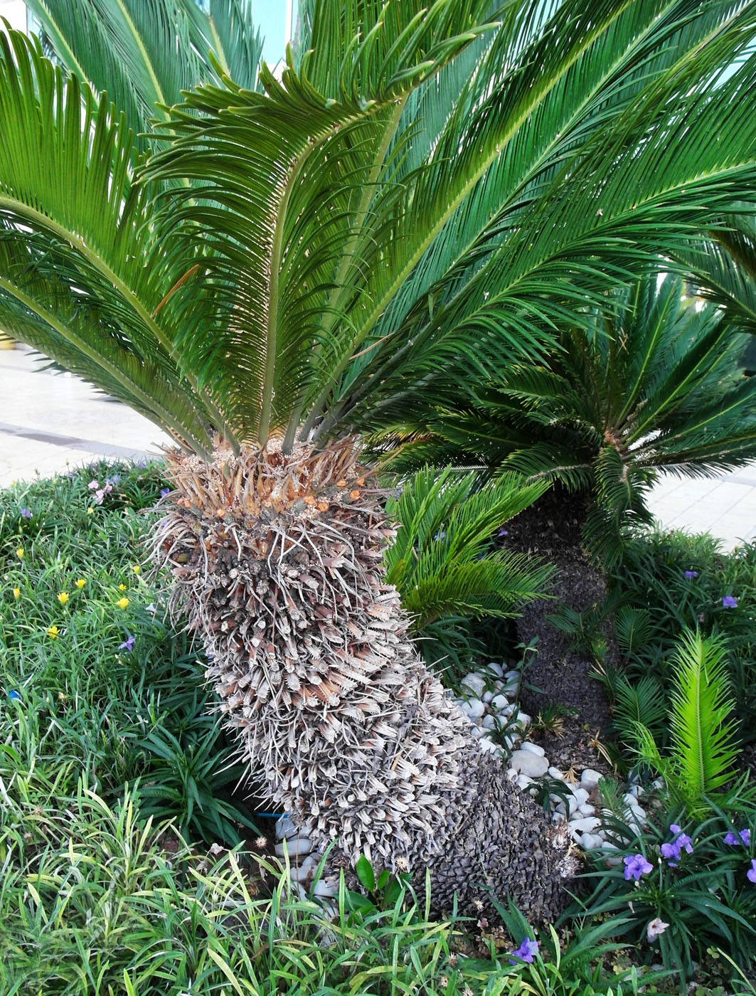 Image of Cycas revoluta specimen.