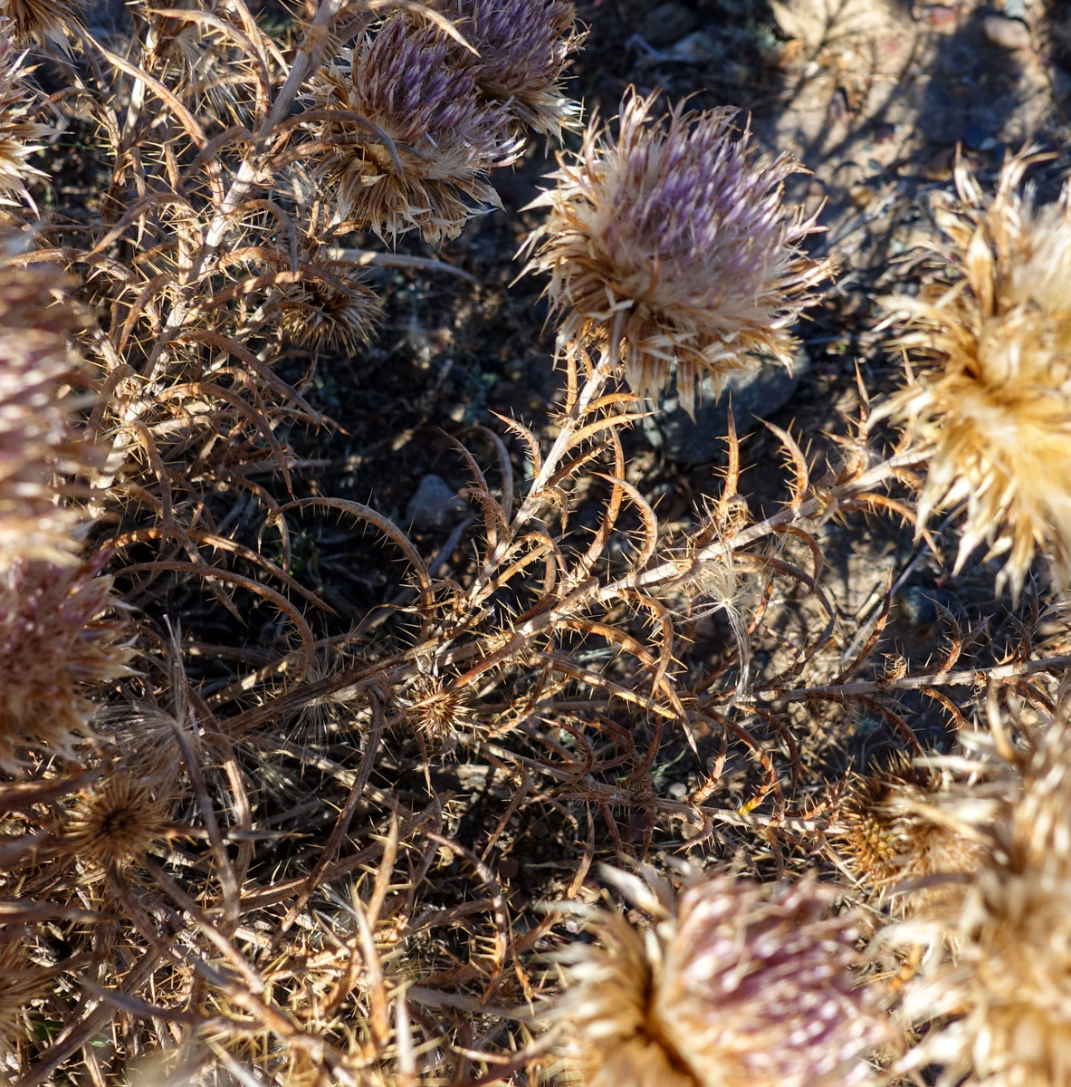 Image of Ancathia igniaria specimen.