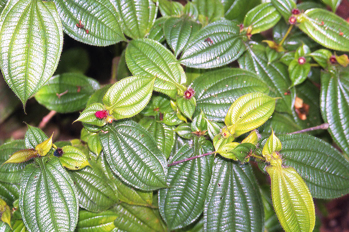 Изображение особи семейство Melastomataceae.