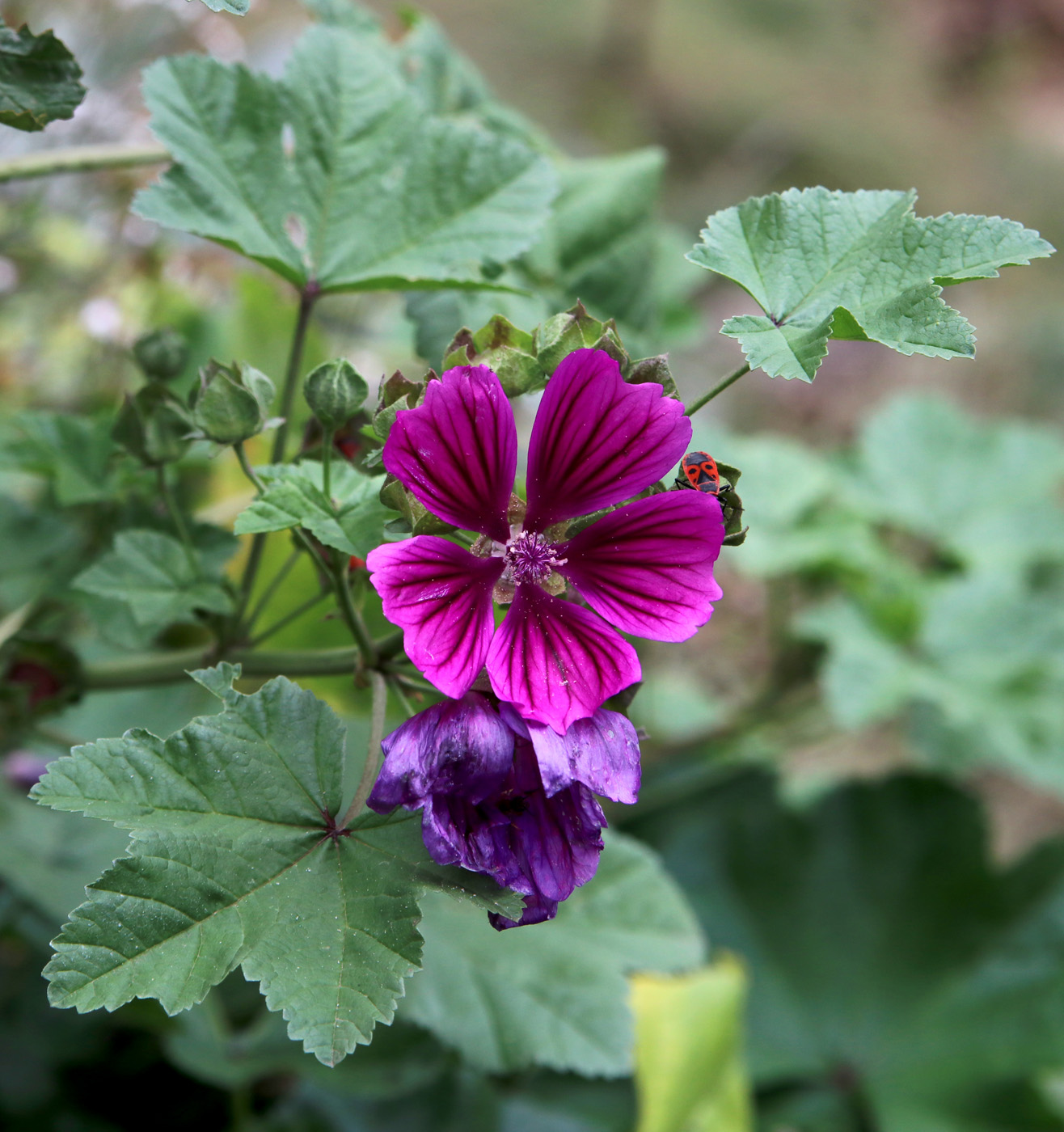 Image of Malva sylvestris specimen.