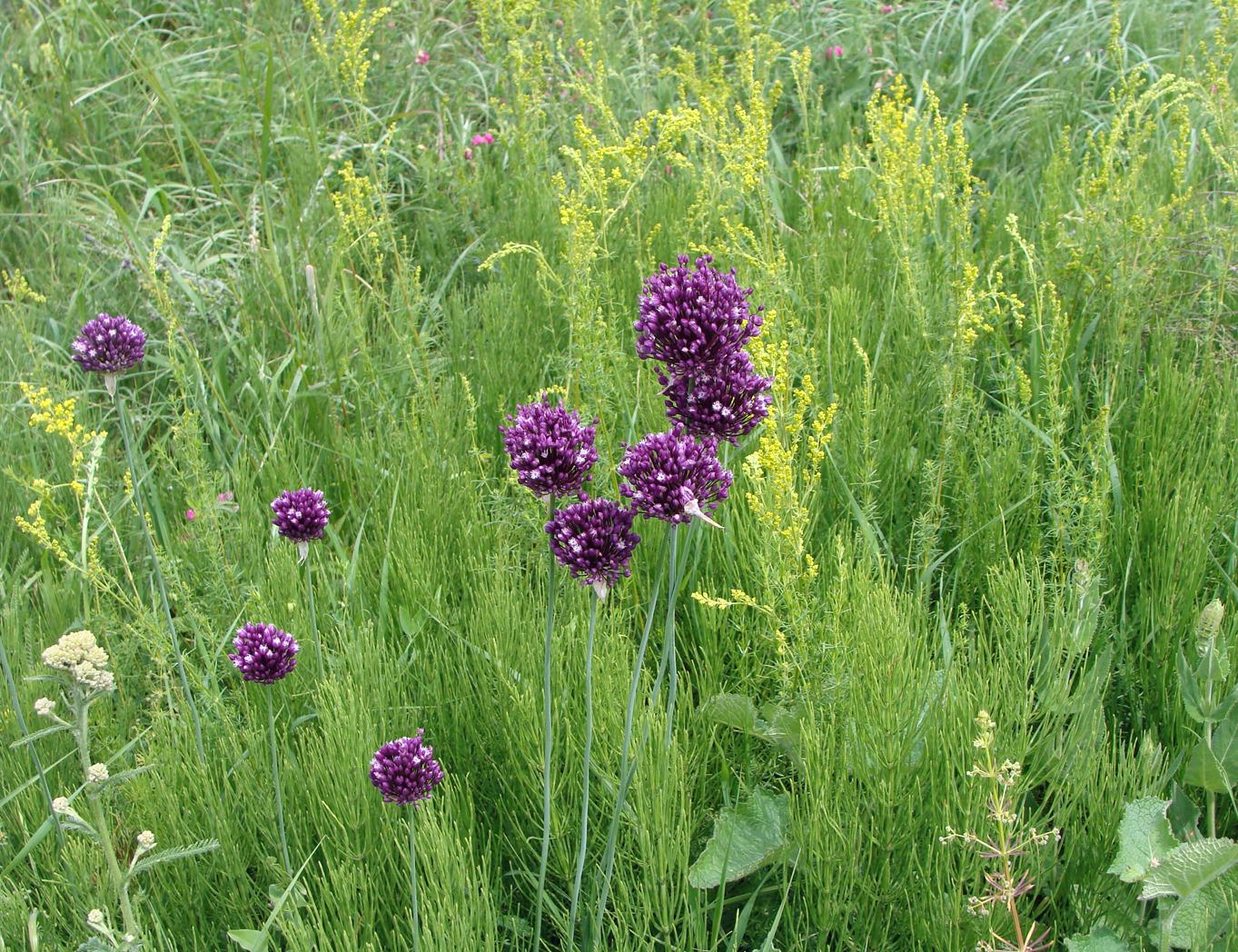 Image of Allium rotundum specimen.