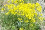 Isatis littoralis