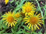 Inula britannica