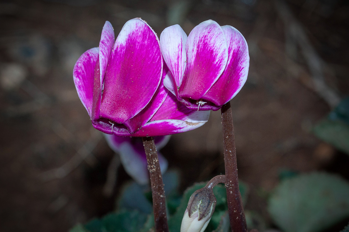 Image of Cyclamen persicum specimen.