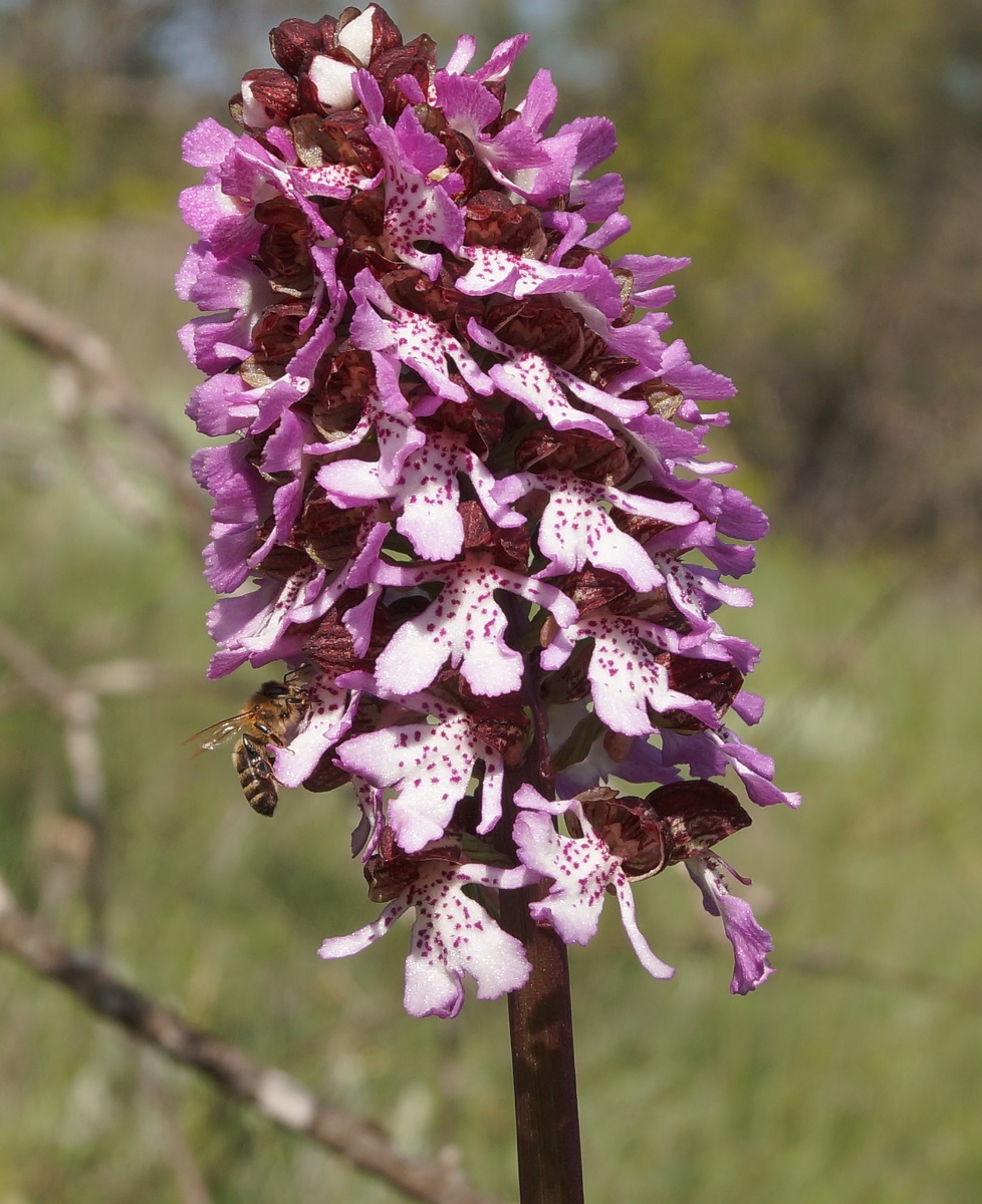 Image of Orchis purpurea specimen.