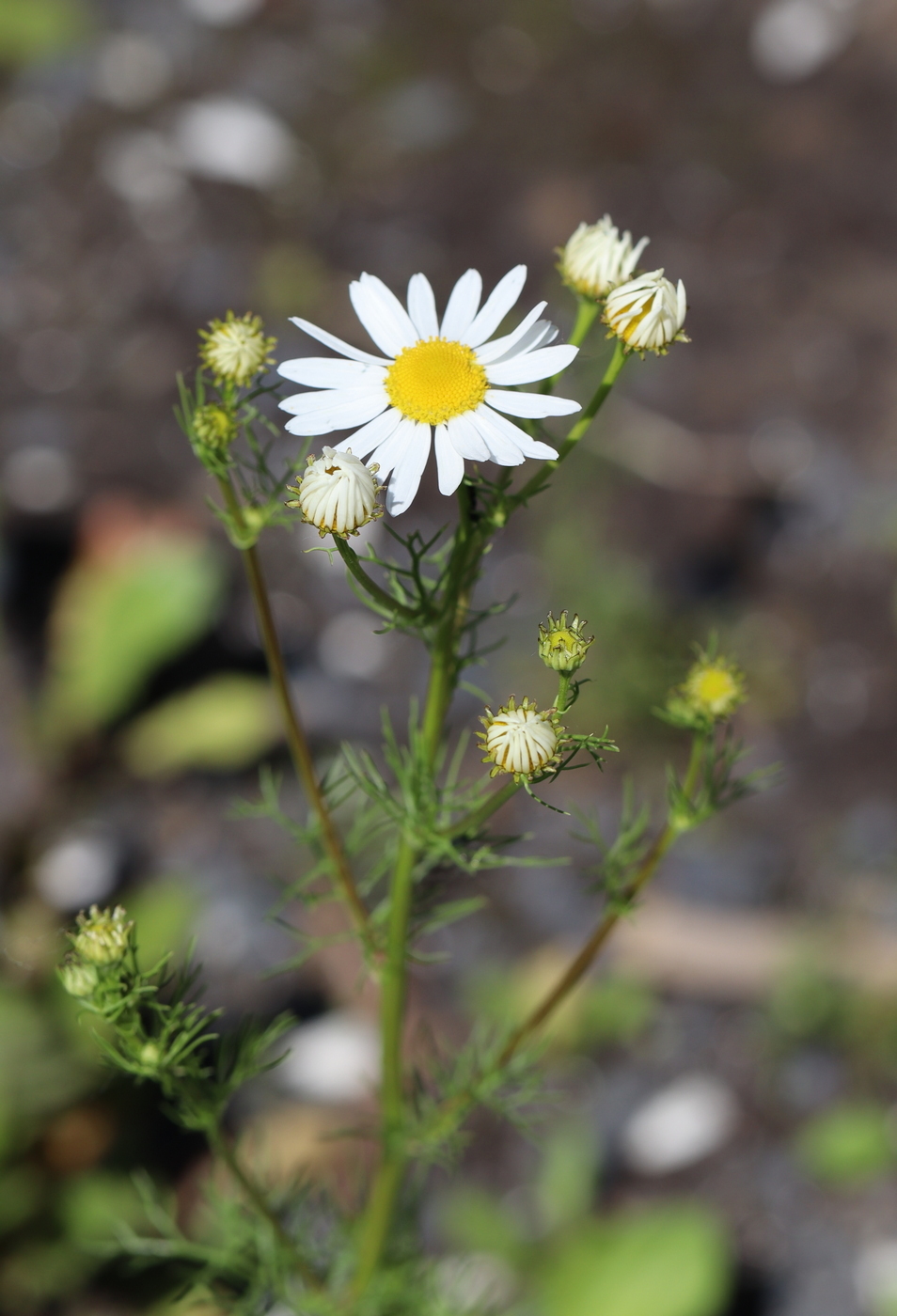 Image of Tripleurospermum inodorum specimen.