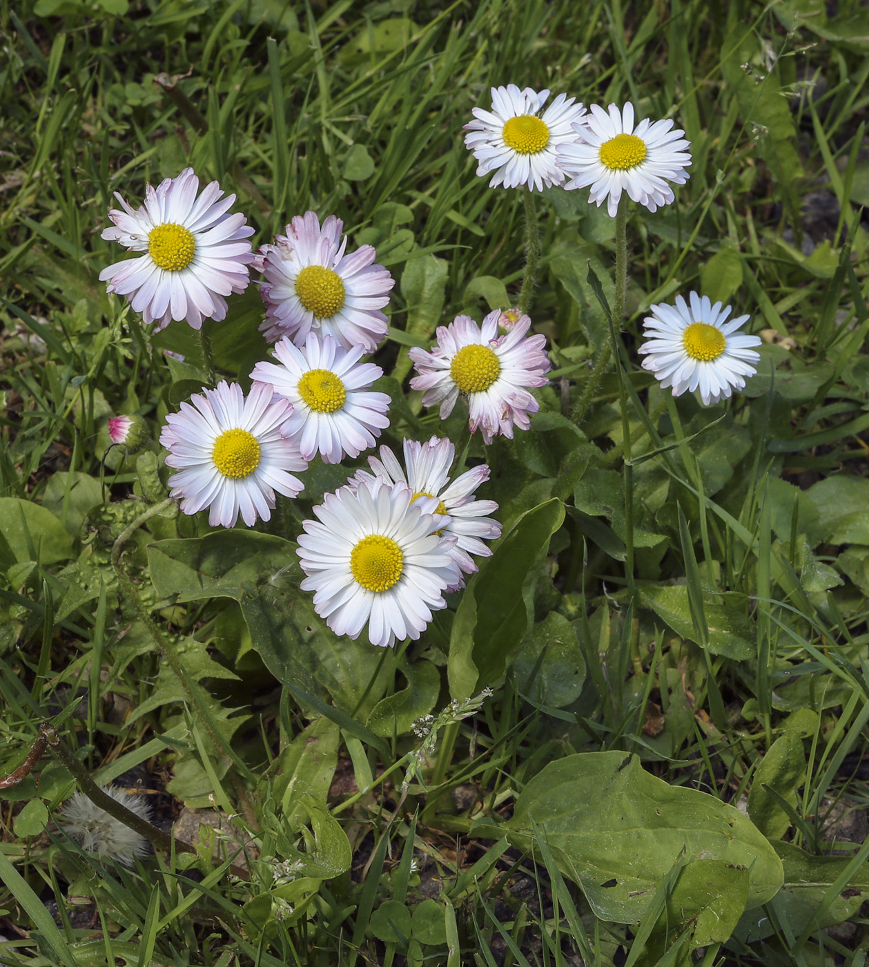 Изображение особи Bellis perennis.