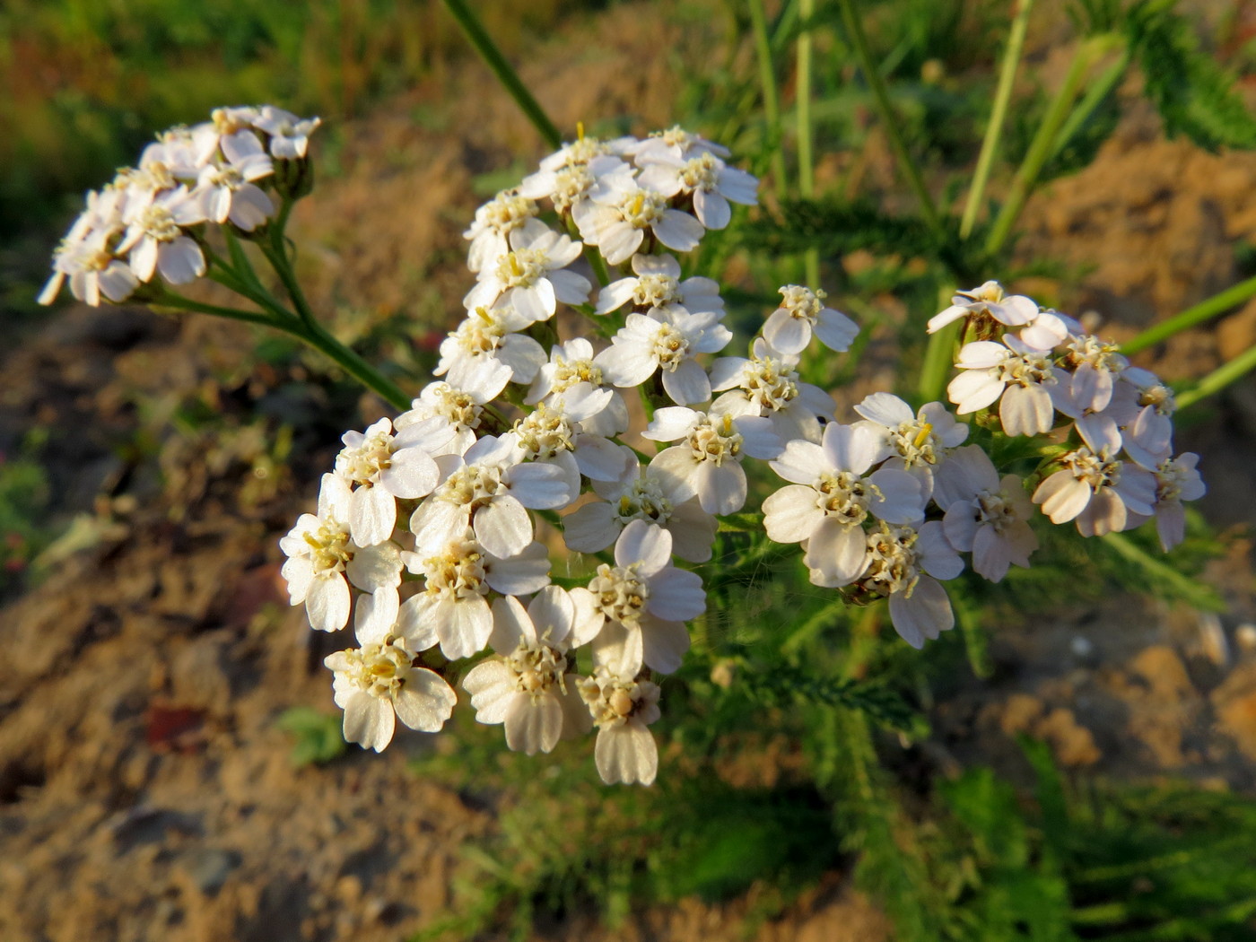 Изображение особи Achillea millefolium.