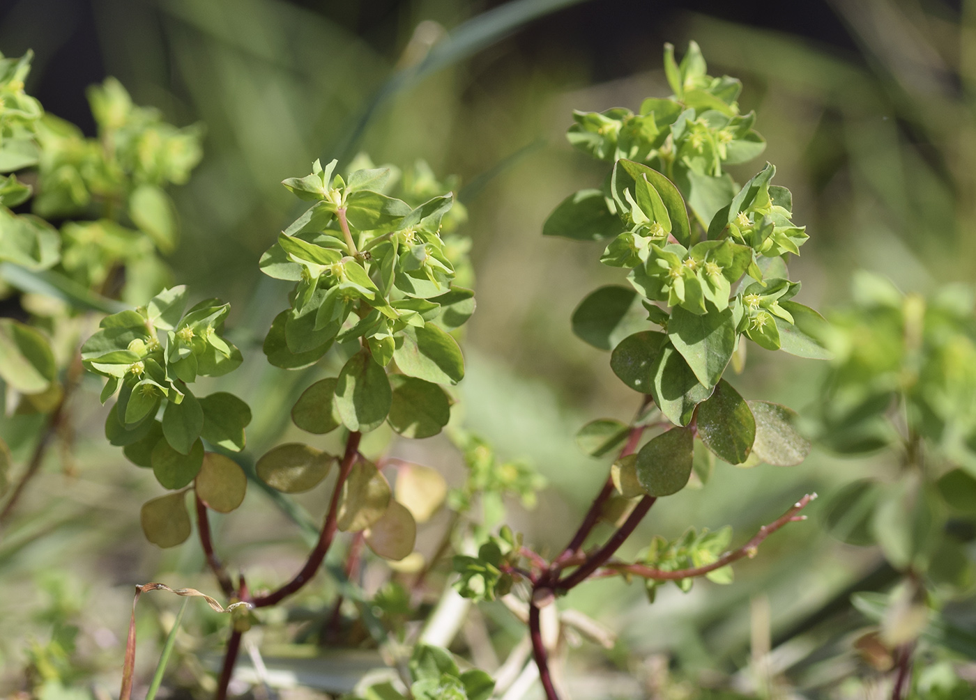 Image of Euphorbia peplus specimen.