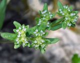 Valerianella turgida