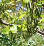 Carya illinoinensis