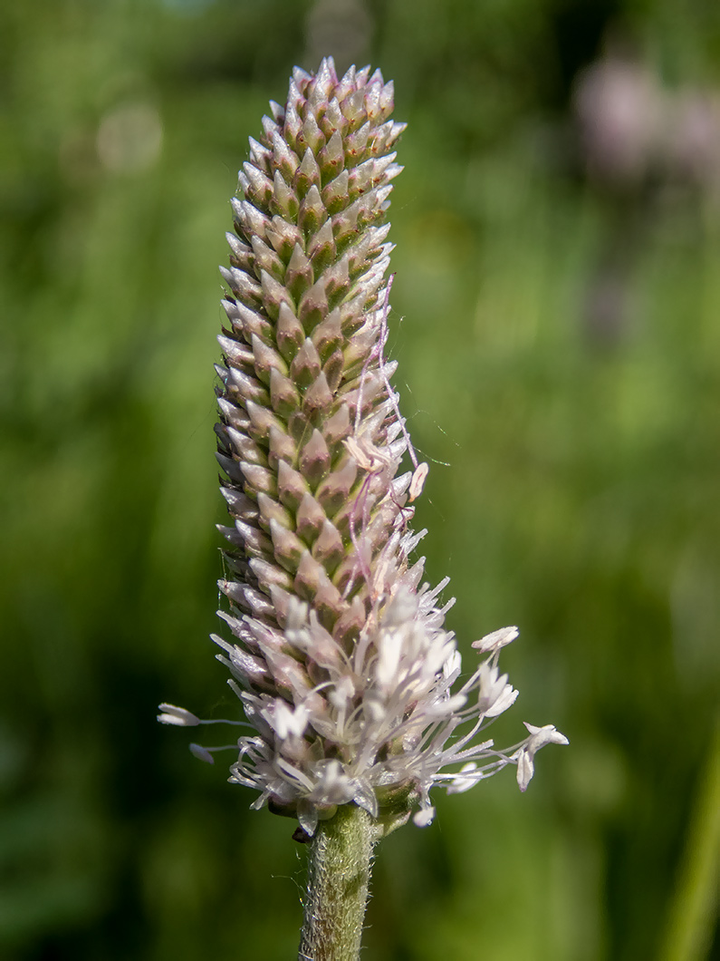 Image of Plantago media specimen.