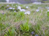 Primula auriculata. Цветущее растение (гипохромная форма). Карачаево-Черкесия, Урупский р-н, Кавказский биосферный заповедник, Имеретинские озёра, оз. Безмолвия, ≈ 2550 м н.у.м., альпийский луг. 27.07.2022.