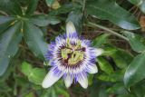 Passiflora caerulea