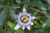 Passiflora caerulea. Цветок и листья. Болгария, Бургасская обл., село Оризаре, в культуре. 14.09.2021.