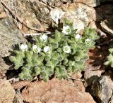 Arenaria saponarioides