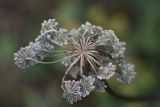 familia Apiaceae. Соцветие. Кабардино-Балкария, долина р. Баксан, конус выноса реки Курмычи, высота 1610 м н.у.м., луг. 24 июля 2022 г.