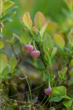 Vaccinium myrtillus. Цветущее растение. Краснодарский край, Туапсинский р-н, Главный Кавказский хр., окр. горы Семиглавая, высота 1400 м н.у.м., субальпийский луг. 27.05.2023.