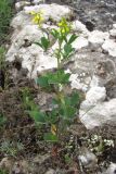 Melilotus neapolitanus