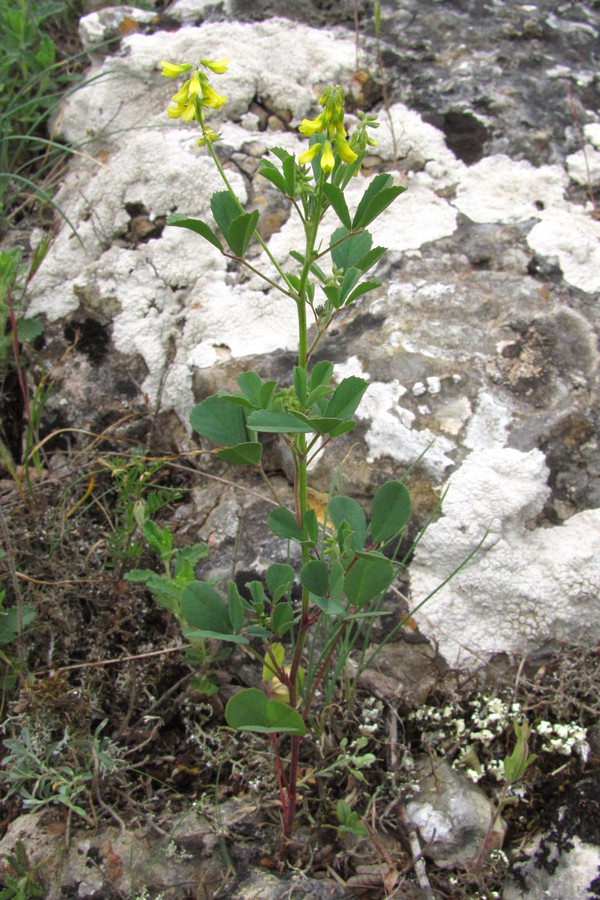 Image of Melilotus neapolitanus specimen.