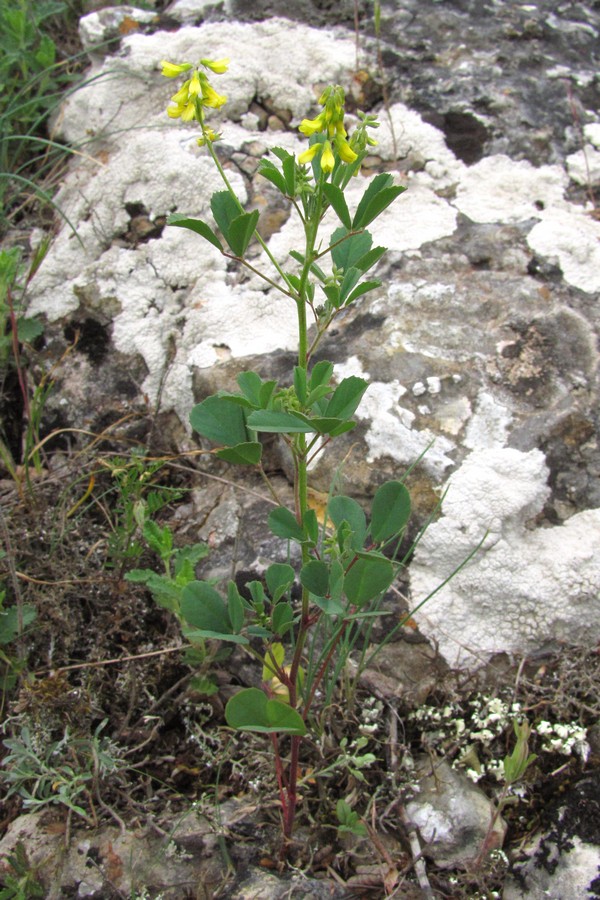 Изображение особи Melilotus neapolitanus.