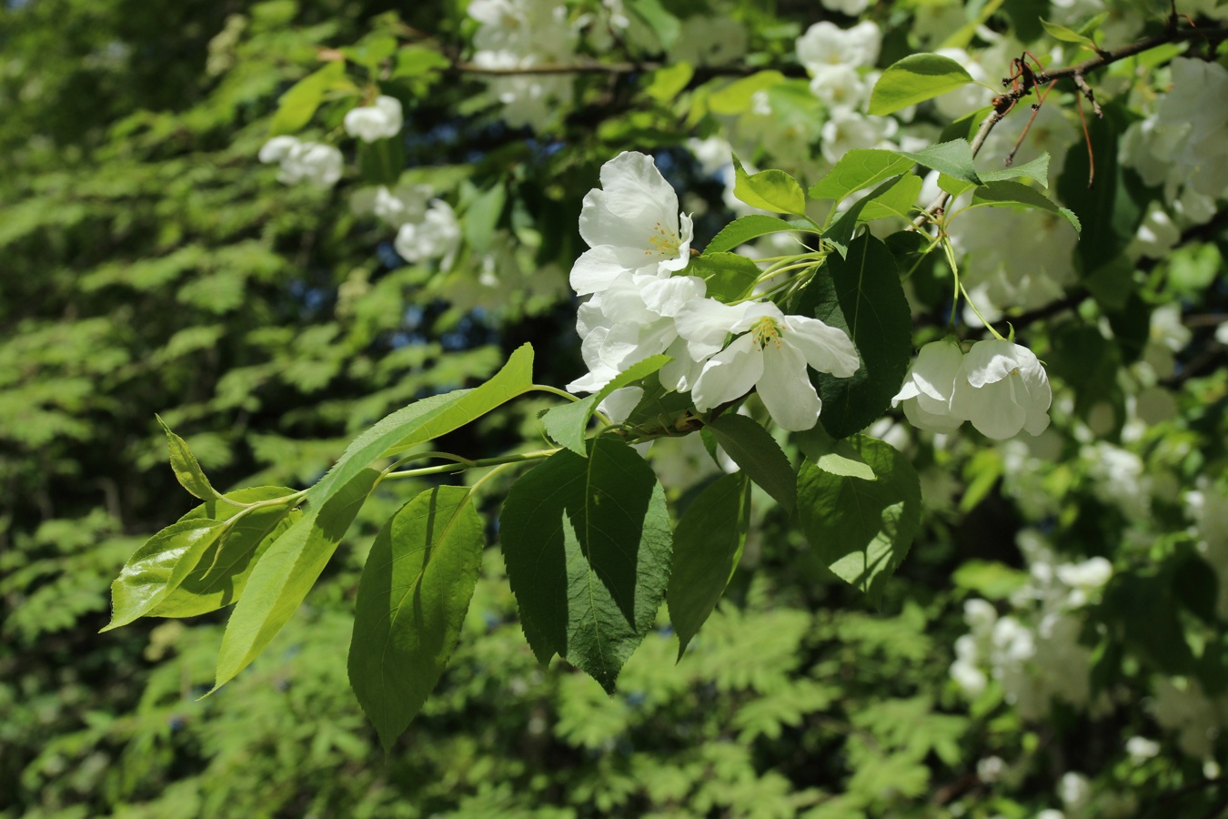 Изображение особи Malus baccata.