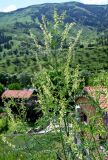 Astragalus galegiformis