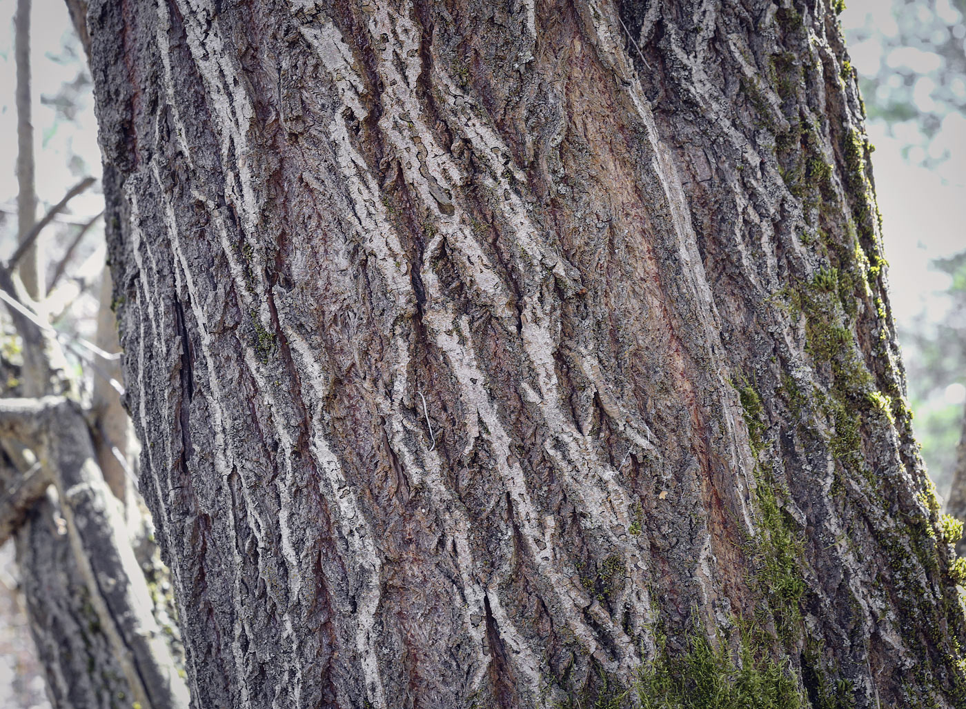 Image of Salix caprea specimen.