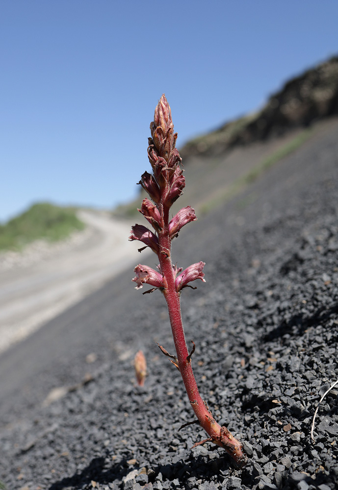 Image of Orobanche owerinii specimen.