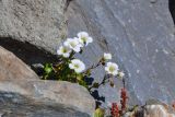 Saxifraga sibirica