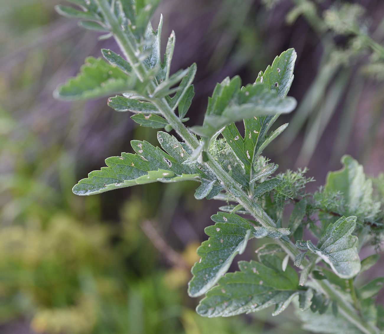 Изображение особи Senecio grandidentatus.