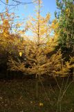 Larix sibirica