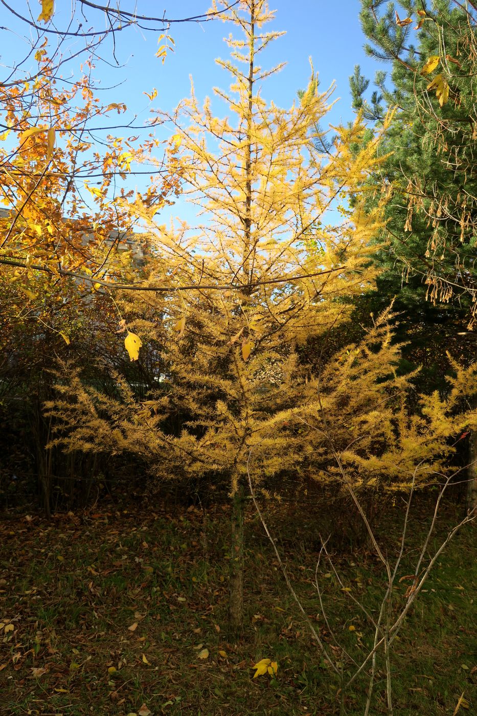 Изображение особи Larix sibirica.