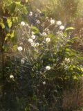 Crepis rhoeadifolia