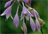 Hosta albomarginata