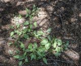 Rubia cordifolia