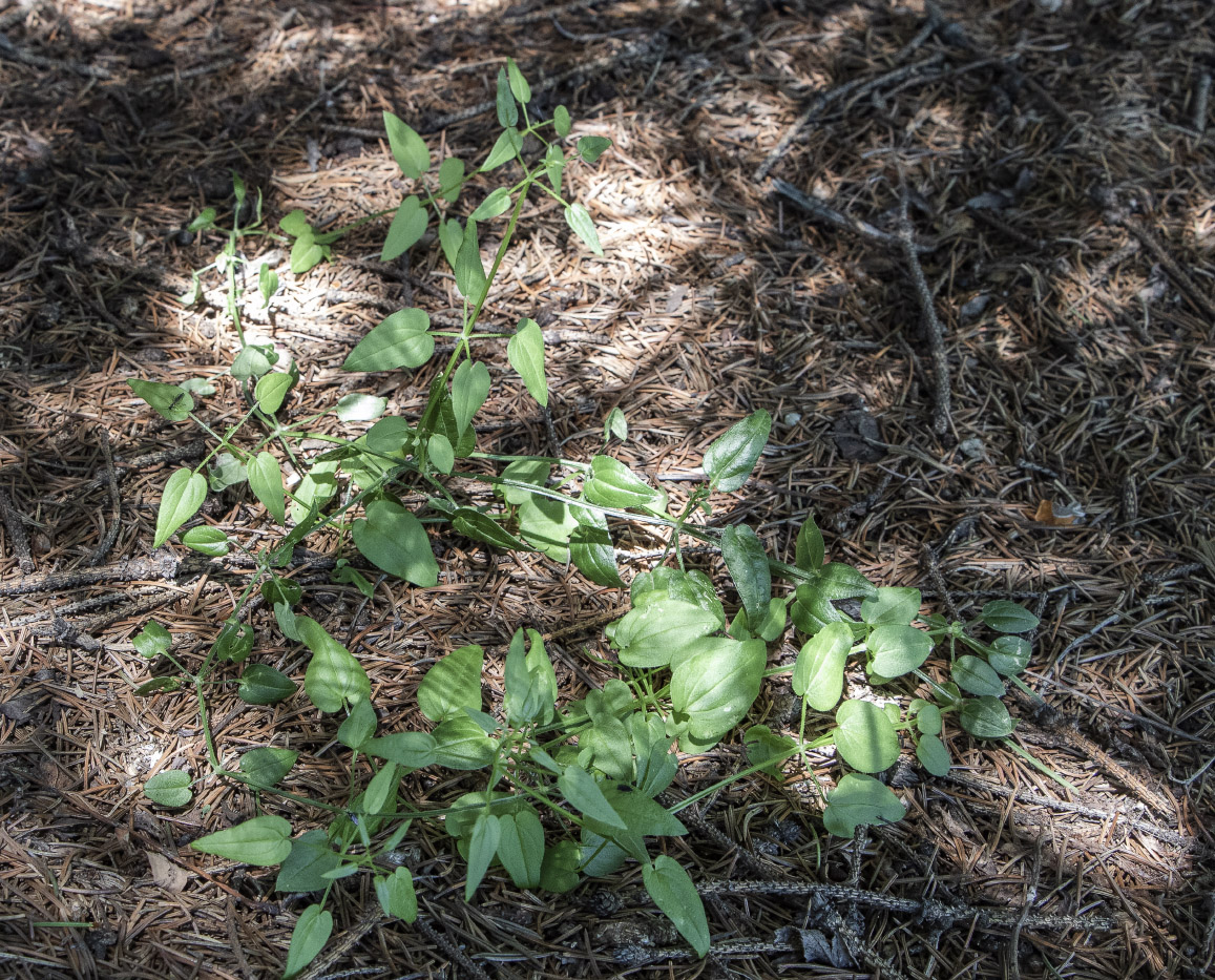 Изображение особи Rubia cordifolia.