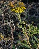 Achillea arabica. Верхушка цветущего растения. Армения, обл. Арагацотн, окр. монастыря Ованаванк, ≈ 1300 м н.у.м., сухой склон. 20.06.2022.