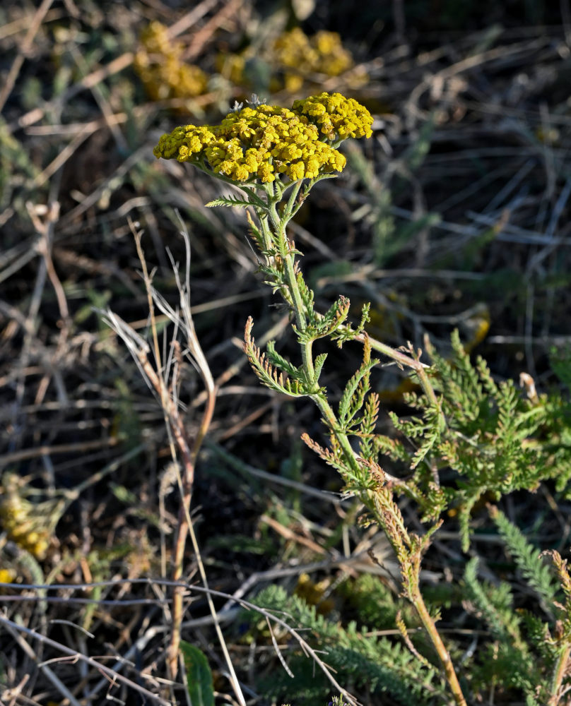 Image of Achillea arabica specimen.