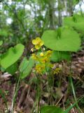 Epimedium colchicum. Соцветие. Краснодарский край, городской округ Сочи, Адлерский р-н, окр. с. Казачий Брод, рядом с обрывом, широколиственный лес. 17.04.2023.