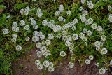 Lobularia maritima. Верхушки побегов с соцветиями и незрелыми плодами. Марокко, обл. Рабат - Сале - Кенитра, г. Рабат, скалистый участок побережья. 07.01.2023.