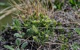 Adenonema cherleriae. Цветущие растения в сообществе с Potentilla и Poaceae. Хакасия, Ширинский р-н, окр. с. Ефремкино, скалы Тогыз-Аз, каменистый склон. 07.06.2022.