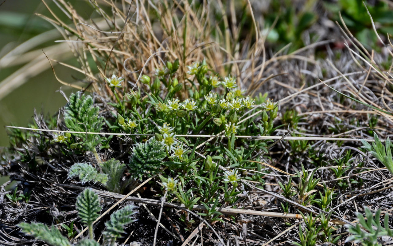 Изображение особи Adenonema cherleriae.