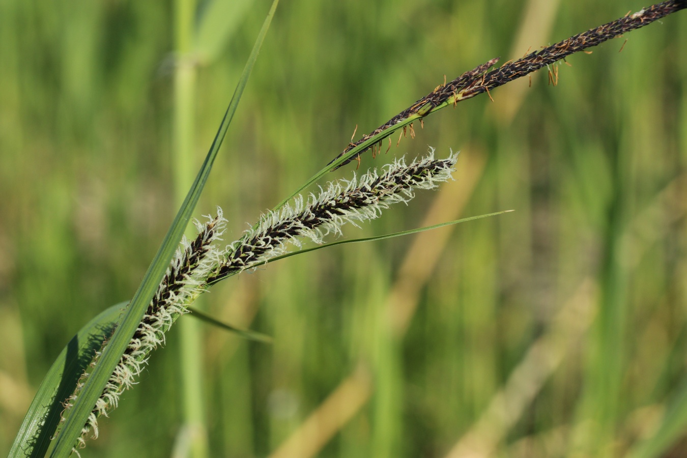 Изображение особи Carex acuta.