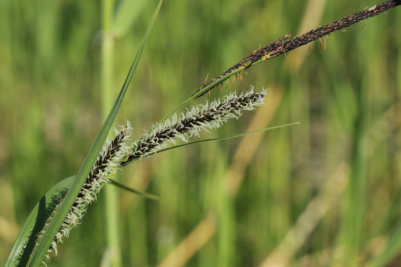 Image of genus Carex specimen.