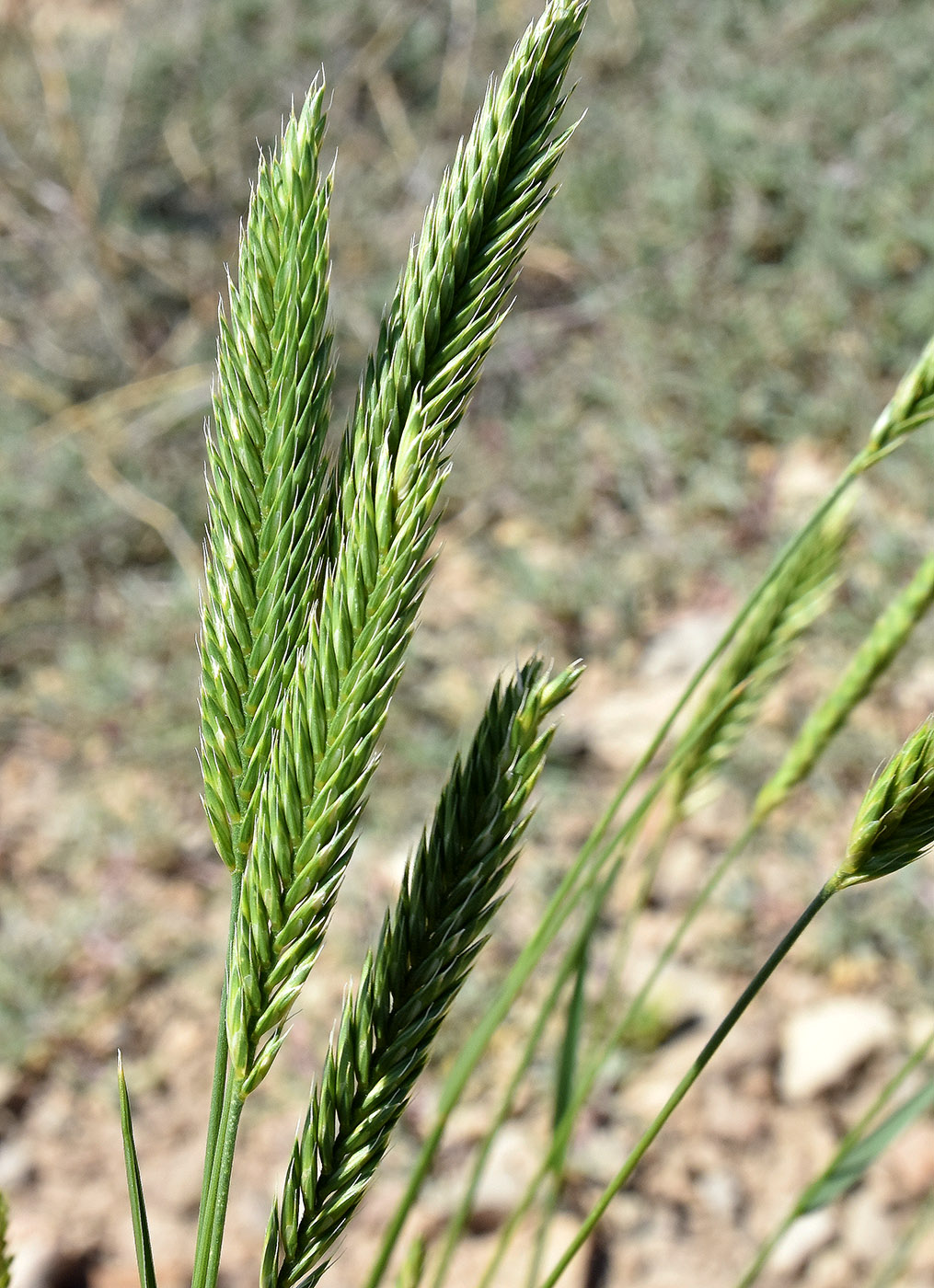 Изображение особи Agropyron desertorum.