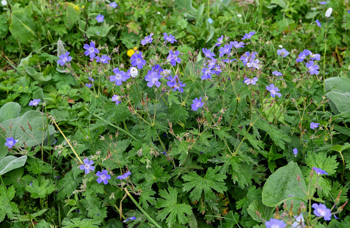 Image of Geranium ferganense specimen.