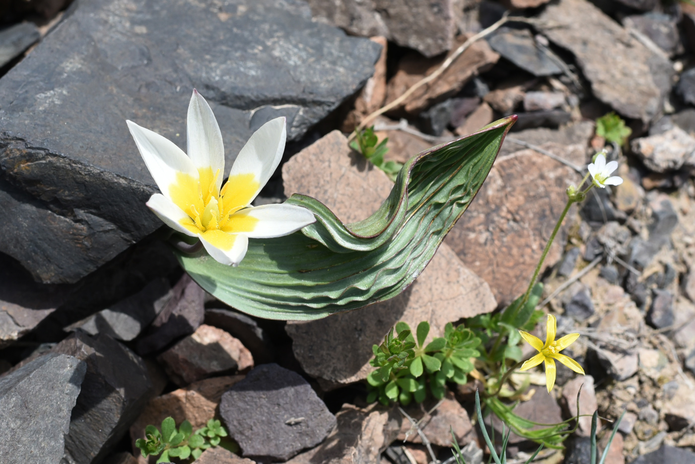 Изображение особи Tulipa regelii.