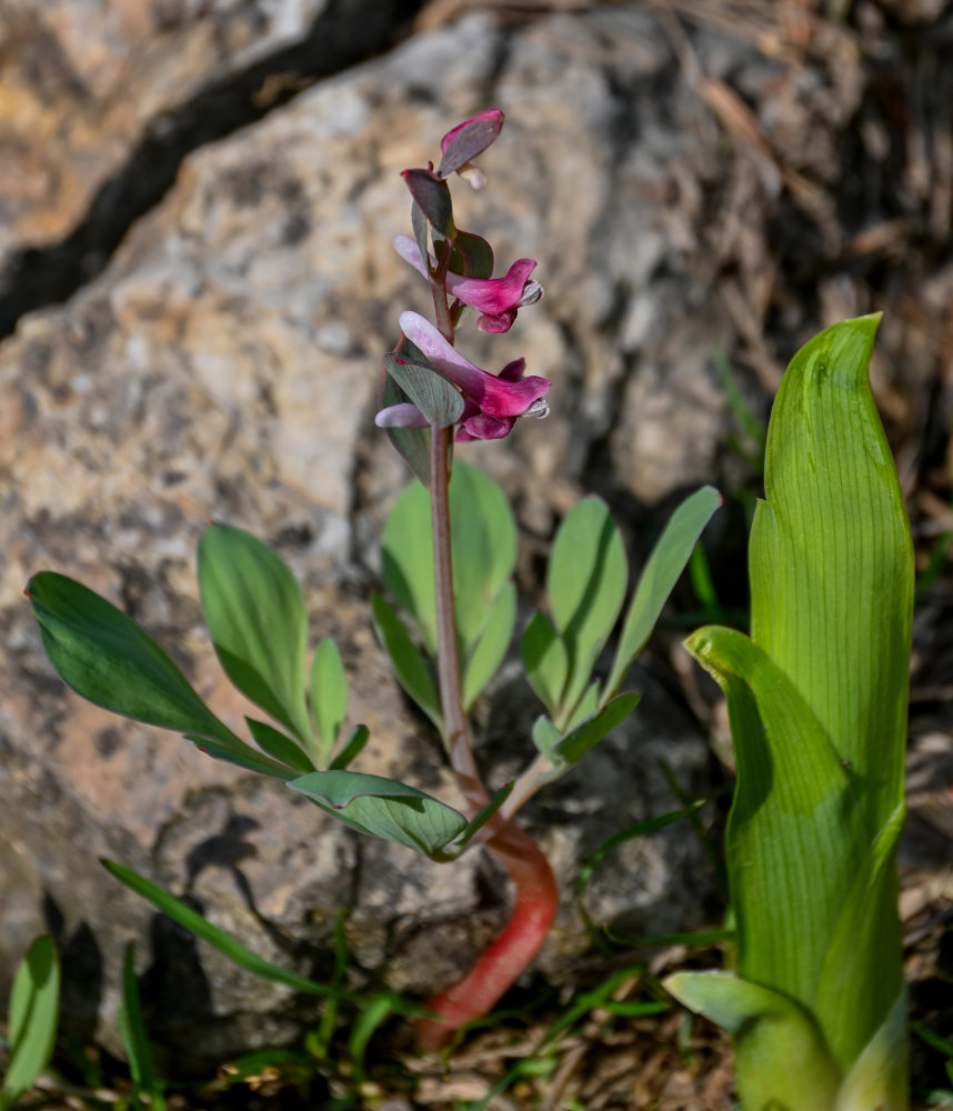 Image of Corydalis ledebouriana specimen.